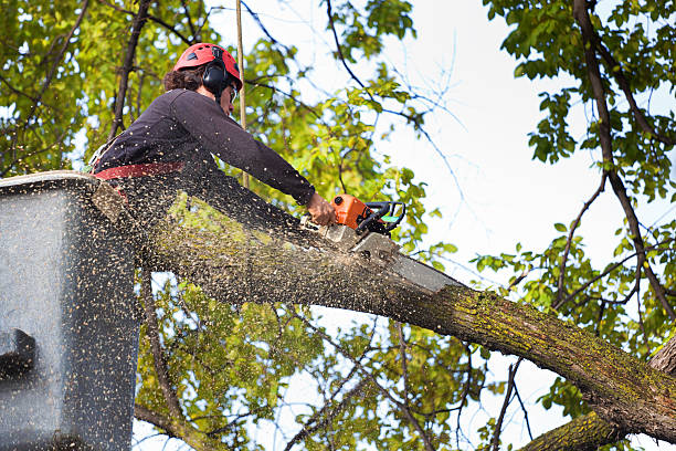 Reliable Atlantic Beach, FL Tree Service Solutions